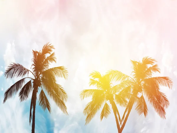 Coconut palm trees at sunset in background — Stock Photo, Image