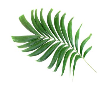 Beyaz arkaplanda yeşil palmiye yaprağı izole