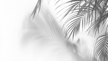 Palmiye yapraklarının soyut gri gölge arkaplanı, siyah ve beyaz tek renk tonu 