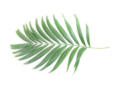 Beyaz arkaplanda yeşil palmiye yaprağı izole
