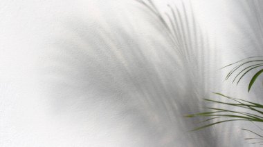 Beyaz arka planda gölgesi olan yeşil palmiye yaprağı