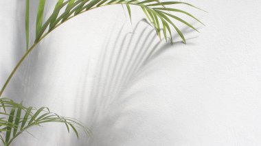 Beyaz arka planda gölgesi olan yeşil palmiye yaprağı