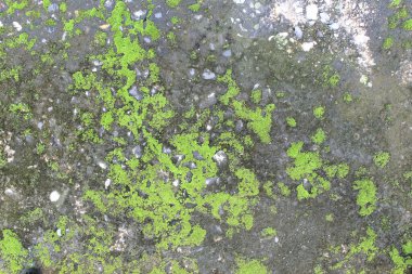 arkaplan dokusu: yosun veya yosun ile kaplı eski beton levhanın yüzeyi