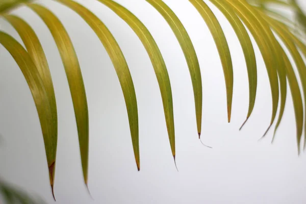 Зеленый Лист Пальмы Тени Бетонной Стене Белого Фона — стоковое фото
