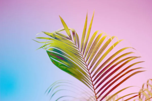 Culoare Colorată Frunze Palmier Umbră Fundal Beton Perete Silhouette Abstract — Fotografie, imagine de stoc