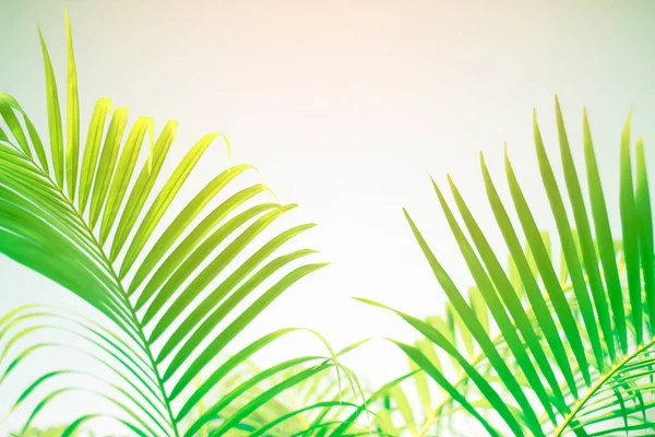 Красочный Цвет Пальмовых Листьев Тенью Стене Бетонный Фон Silhouette Абстрактный — стоковое фото