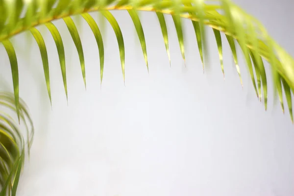 Зеленый Лист Пальмы Тени Белом Фоне Бетонной Стены — стоковое фото