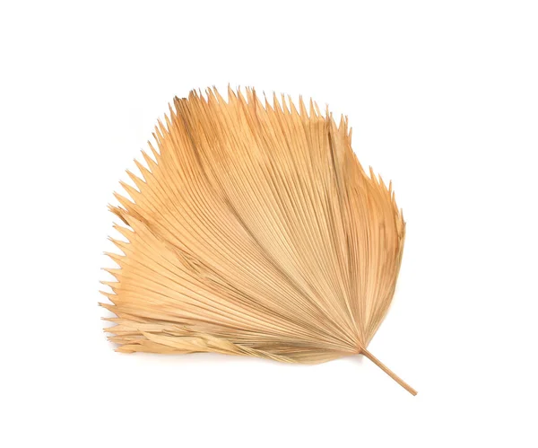 Dry Fiji Fan Palm Leaf Isolated White Background — Stock Photo, Image