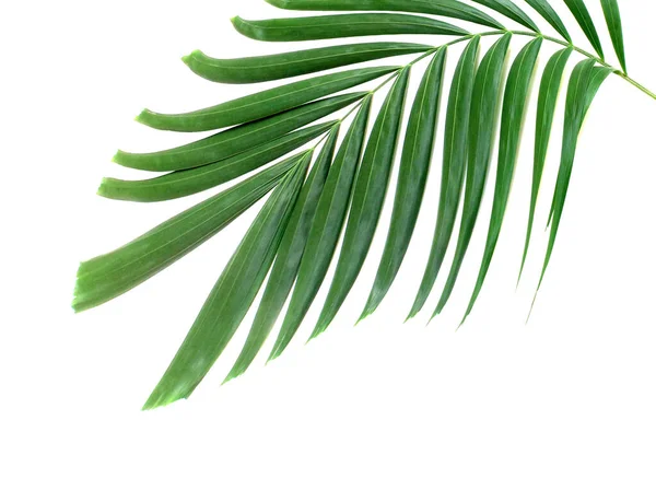 Folha Palma Verde Isolado Fundo Branco — Fotografia de Stock