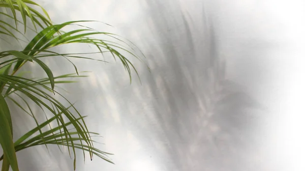 Zielony Liść Palmy Cieniem Białym Tle — Zdjęcie stockowe