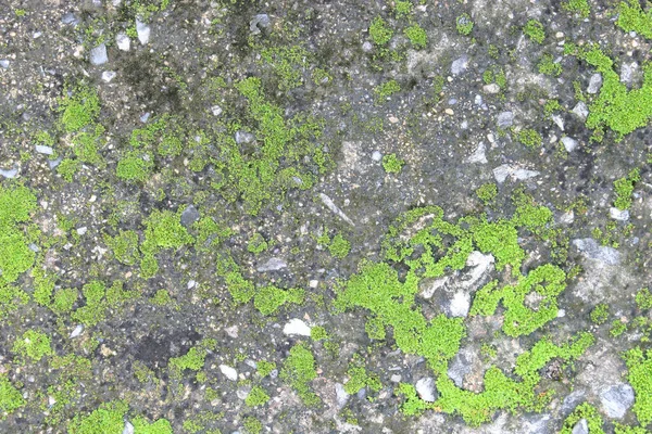 Texture Fond Surface Vieille Dalle Béton Recouverte Mousse Algues — Photo