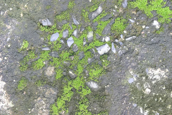 背景のテクスチャ 苔や藻類で覆われた古いコンクリートスラブの表面 — ストック写真