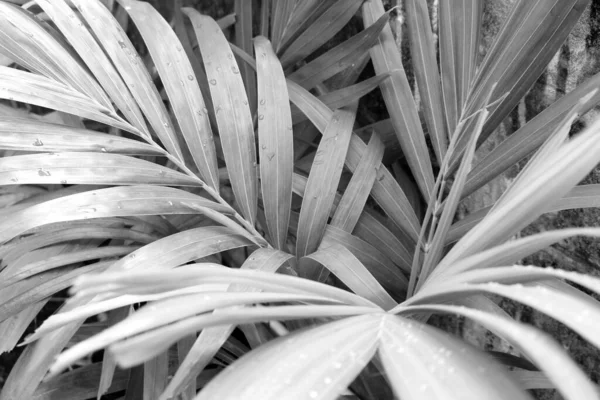 Abstract Grijze Schaduw Achtergrond Van Palmbladeren Zwart Wit Monochrome Toon — Stockfoto