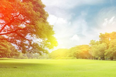 Büyük ağaçlar bahçede