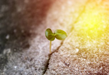 Beton çatlak ile büyüyen ağaç