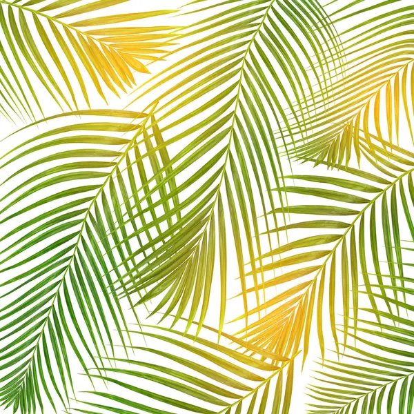 Beyaz Arka Planda Palmiye Ağacının Yeşil Yaprakları Üzerinde Güneş — Stok fotoğraf