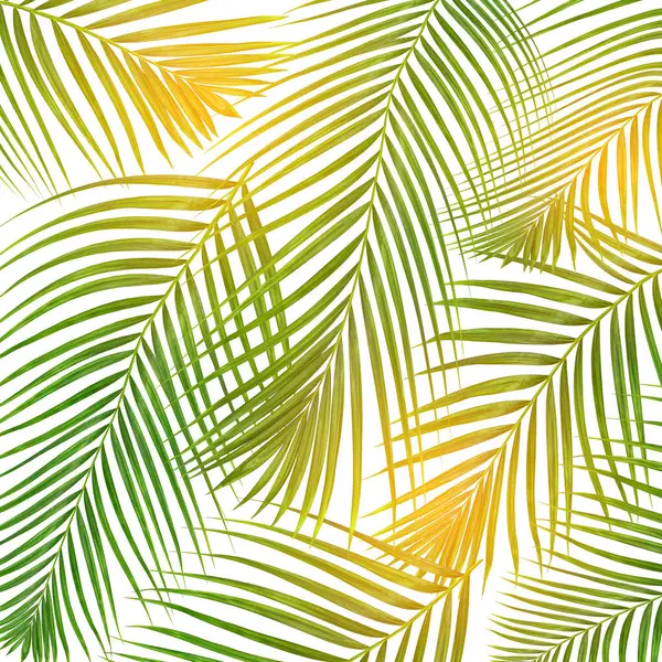 Sol Sobre Hojas Verdes Palmera Sobre Fondo Blanco — Foto de Stock