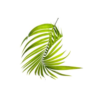 Beyaz arkaplanda izole edilmiş yeşil palmiye yaprağı