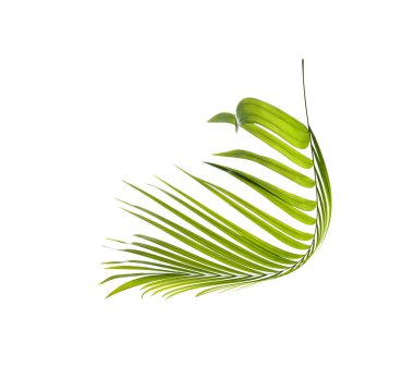 Palmiye ağacının yeşil yaprağı