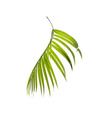 Palmiye ağacının yeşil yaprağı