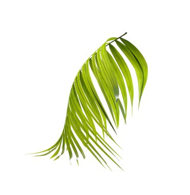 Palmiye ağacının yeşil yaprağı