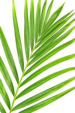 Beyaz arkaplanda izole edilmiş yeşil palmiye yaprağı