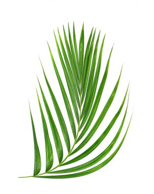 Beyaz arkaplanda yeşil palmiye yaprağı