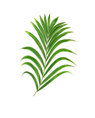 Beyaz arkaplanda izole edilmiş yeşil palmiye yaprağı