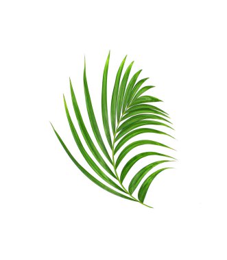 Beyaz arkaplanda izole edilmiş yeşil palmiye yaprağı
