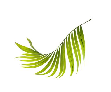 Beyaz arkaplanda yeşil palmiye yaprağı