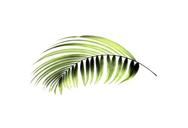 Beyaz arkaplanda yeşil palmiye yaprağı