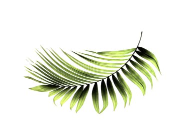 Beyaz arkaplanda yeşil palmiye yaprağı