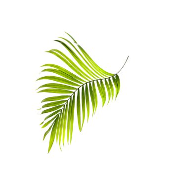 Beyaz arkaplanda yeşil palmiye yaprağı