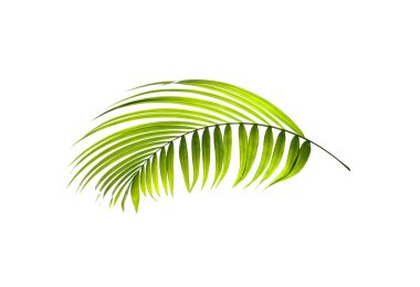 Beyaz arkaplanda yeşil palmiye yaprağı