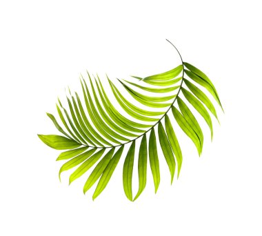 Beyaz arkaplanda yeşil palmiye yaprağı