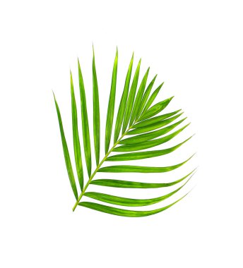 Beyaz arkaplanda izole edilmiş yeşil palmiye yaprağı