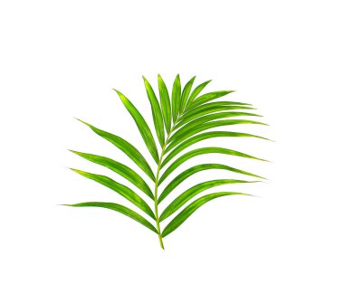 Beyaz arkaplanda izole edilmiş yeşil palmiye yaprağı