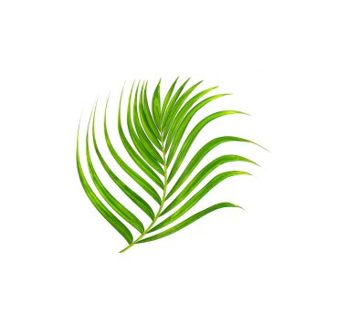 Beyaz arkaplanda izole edilmiş yeşil palmiye yaprağı