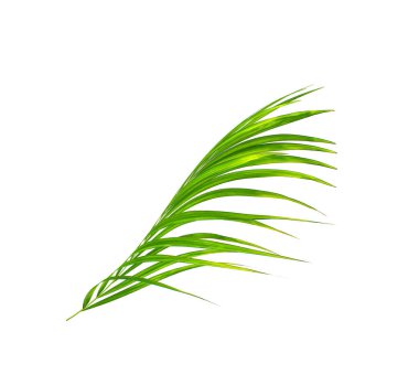 Beyaz arkaplanda izole edilmiş yeşil palmiye yaprağı