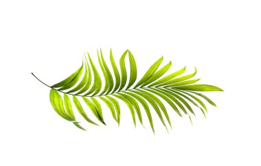 Beyaz arkaplanda yeşil palmiye yaprakları