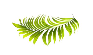 Beyaz arkaplanda yeşil palmiye yaprakları