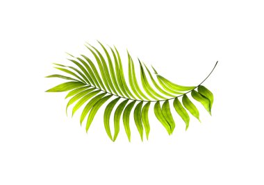 Beyaz arkaplanda yeşil palmiye yaprakları