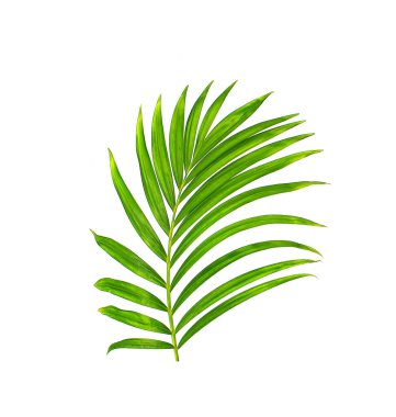 Beyaz arkaplanda yeşil palmiye yaprakları
