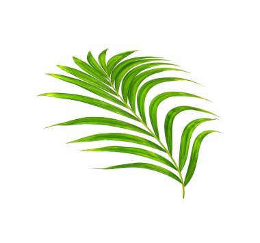 Beyaz arkaplanda yeşil palmiye yaprakları