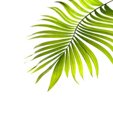 Beyaz arkaplanda yeşil palmiye yaprağı