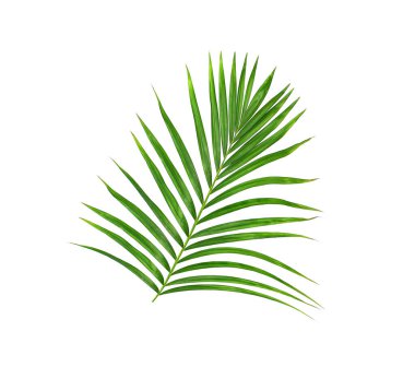 Beyaz arkaplanda izole edilmiş yeşil palmiye yaprakları