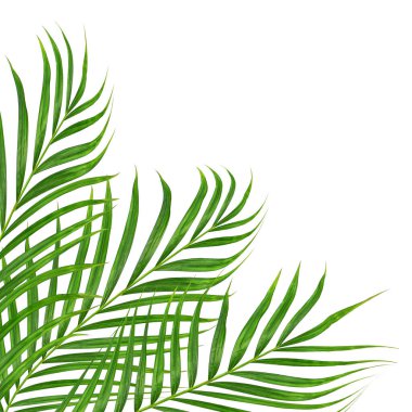 Beyaz arkaplanda izole edilmiş yeşil palmiye yaprakları