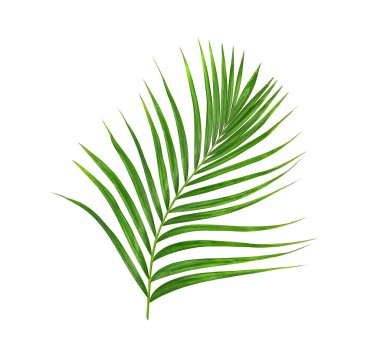 Beyaz arkaplanda izole edilmiş yeşil palmiye yaprakları