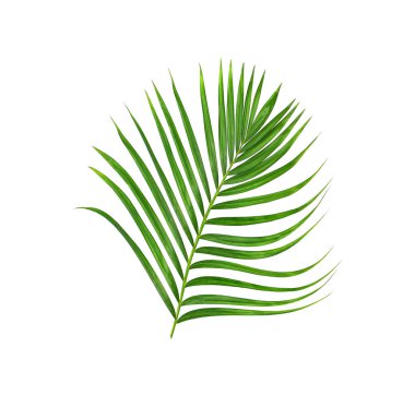 Beyaz arkaplanda izole edilmiş yeşil palmiye yaprakları