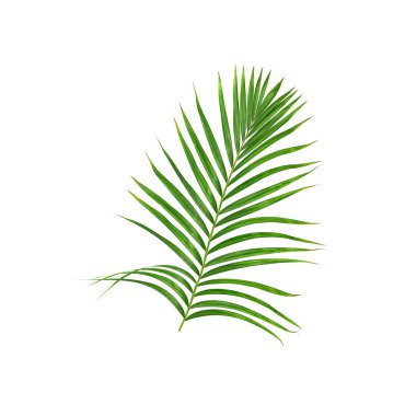 Beyaz arkaplanda izole edilmiş yeşil palmiye yaprakları